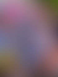 PINK LAKE FESTIVAL 2023