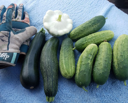 home grown vegetables