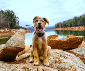 Buono Regalo Scopri la Scuola del Cucciolo (DISPONIBILE A ROMA SUD)