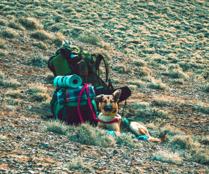 Dog trekking con guida: weekend 2 giornate 1 adulto con cane (pernottamento escluso)