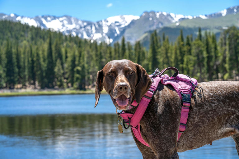 Dog trekking al Lago di Scandarello