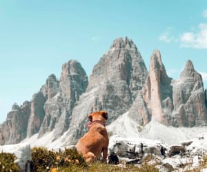 Dog trekking con guida: 1 giornata 1 adulto con cane