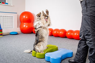 Forza in palestra per cani al Doggy Splash di Torino