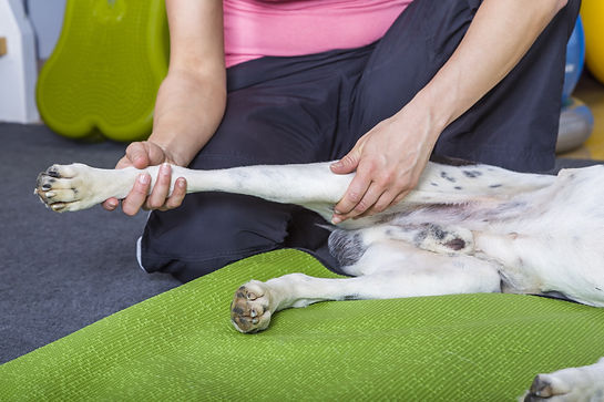 Tecniche strutturali di osteopatia al Doggy Splash di Torino