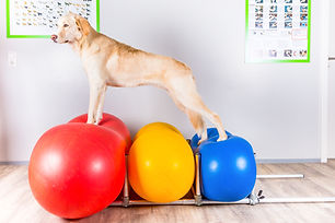 Flessibilità in palestra per cani al Doggy Splash di Torino