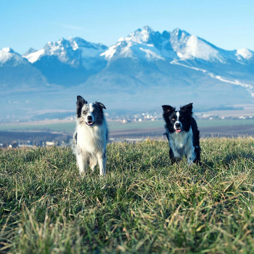 Escursione con il cane nelle Orobie Bergamasche (Viaggio di più giorni)