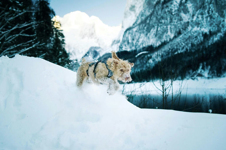 Escursione con il cane a Campo Felice