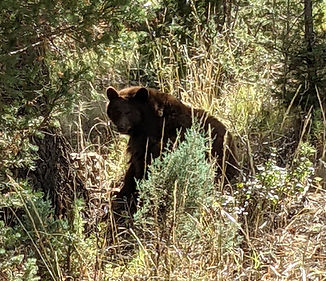 Bear in webmasters backyard