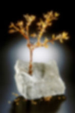 fall-tree-full-sizew