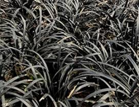 Ophiopogon planiscapus 'Nigrescens'