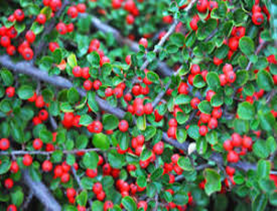 Cotoneaster horizontalis