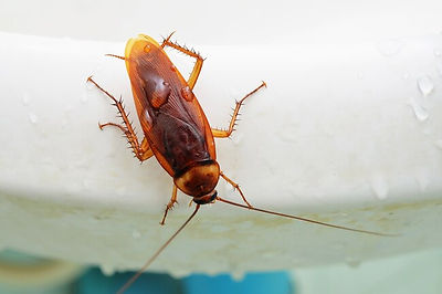 1800s_thinkstock_rf_cockroach_on_toilet.