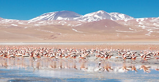 Flamingos flying over Laguna Colorada_ed