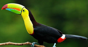 toucan-tropical-animals.jpeg