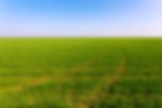 spring-green-field.jpg