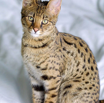 kat, raskat, kater, poes, kitten, kattenras, kattenzorg, kattenvoer, kattengedrag, kattenziekte, kattenfilmpje, kattenvereniging, kattenshow, cattery, kattennieuws