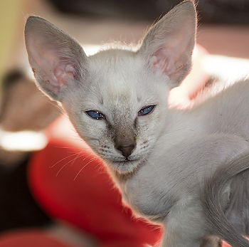 kat, raskat, kater, poes, kitten, kattenras, kattenzorg, kattenvoer, kattengedrag, kattenziekte, kattenfilmpje, kattenvereniging, kattenshow, cattery, kattennieuws