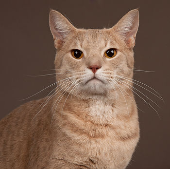 kat, raskat, kater, poes, kitten, kattenras, kattenzorg, kattenvoer, kattengedrag, kattenziekte, kattenfilmpje, kattenvereniging, kattenshow, cattery, kattennieuws