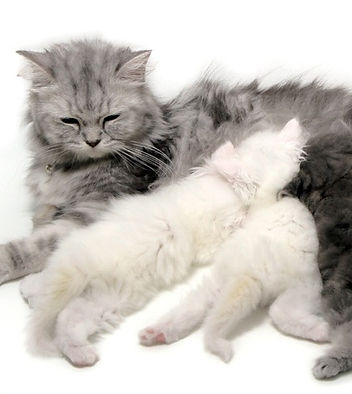 kat, raskat, kater, poes, kitten, kattenras, kattenzorg, kattenvoer, kattengedrag, kattenziekte, kattenfilmpje, kattenvereniging, kattenshow, cattery, kattennieuws
