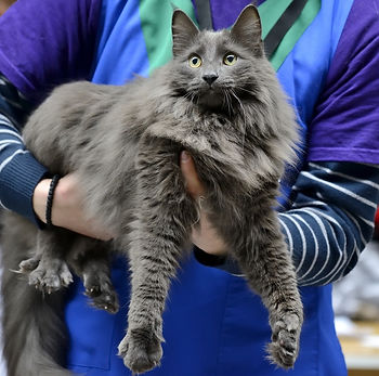kat, raskat, kater, poes, kitten, kattenras, kattenzorg, kattenvoer, kattengedrag, kattenziekte, kattenfilmpje, kattenvereniging, kattenshow, cattery, kattennieuws