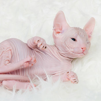kat, raskat, kater, poes, kitten, kattenras, kattenzorg, kattenvoer, kattengedrag, kattenziekte, kattenfilmpje, kattenvereniging, kattenshow, cattery, kattennieuws