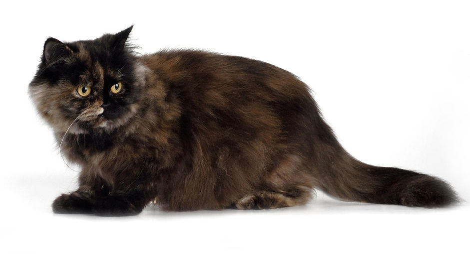 kat, raskat, kater, poes, kitten, kattenras, kattenzorg, kattenvoer, kattengedrag, kattenziekte, kattenfilmpje, kattenvereniging, kattenshow, cattery, kattennieuws