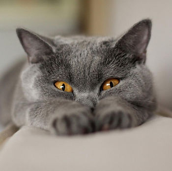 kat, raskat, kater, poes, kitten, kattenras, kattenzorg, kattenvoer, kattengedrag, kattenziekte, kattenfilmpje, kattenvereniging, kattenshow, cattery, kattennieuws