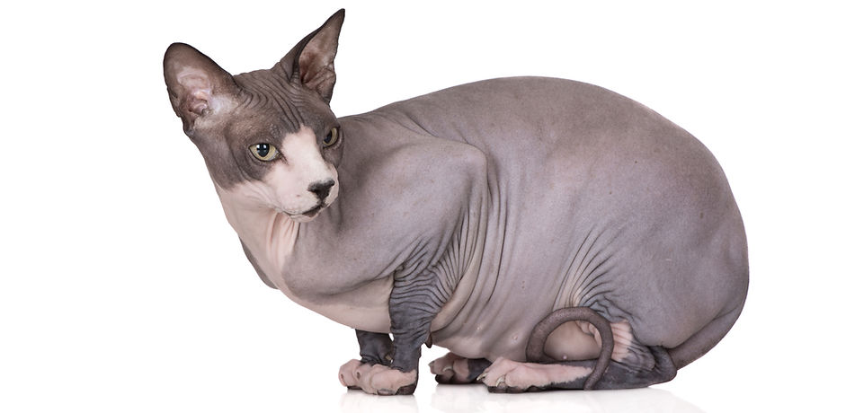 kat, raskat, kater, poes, kitten, kattenras, kattenzorg, kattenvoer, kattengedrag, kattenziekte, kattenfilmpje, kattenvereniging, kattenshow, cattery, kattennieuws