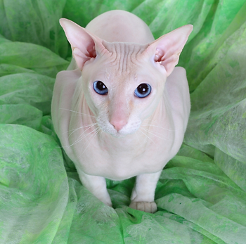 kat, raskat, kater, poes, kitten, kattenras, kattenzorg, kattenvoer, kattengedrag, kattenziekte, kattenfilmpje, kattenvereniging, kattenshow, cattery, kattennieuws