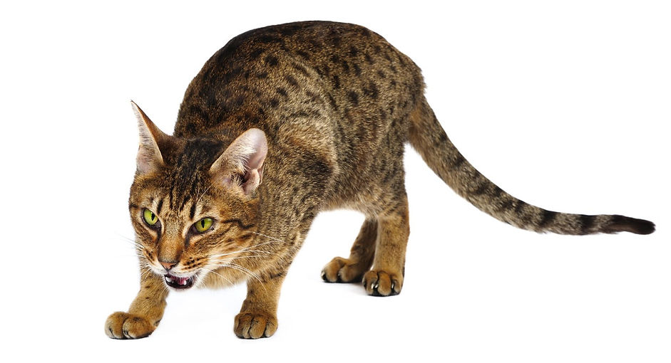 kat, raskat, kater, poes, kitten, kattenras, kattenzorg, kattenvoer, kattengedrag, kattenziekte, kattenfilmpje, kattenvereniging, kattenshow, cattery, kattennieuws