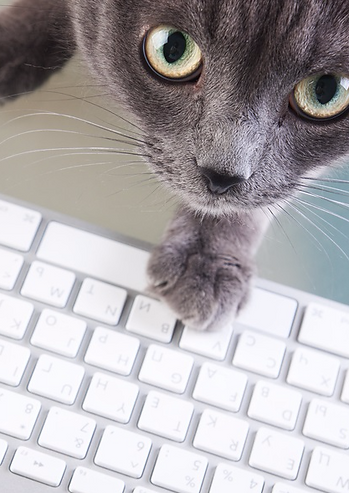 kat, raskat, kater, poes, kitten, kattenras, kattenzorg, kattenvoer, kattengedrag, kattenziekte, kattenfilmpje, kattenvereniging, kattenshow, cattery, kattennieuws