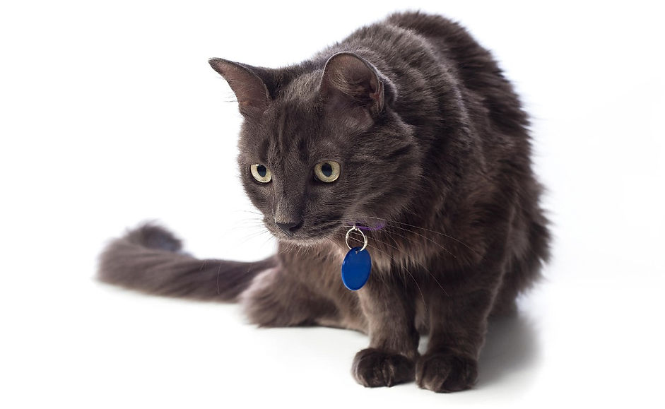 kat, raskat, kater, poes, kitten, kattenras, kattenzorg, kattenvoer, kattengedrag, kattenziekte, kattenfilmpje, kattenvereniging, kattenshow, cattery, kattennieuws
