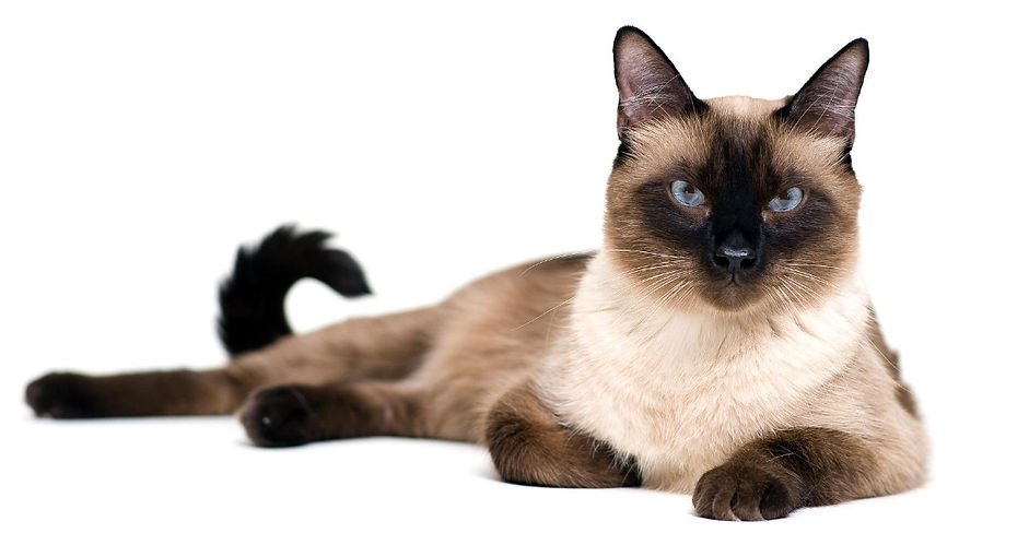 kat, raskat, kater, poes, kitten, kattenras, kattenzorg, kattenvoer, kattengedrag, kattenziekte, kattenfilmpje, kattenvereniging, kattenshow, cattery, kattennieuws