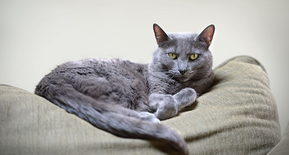 kat, raskat, kater, poes, kitten, kattenras, kattenzorg, kattenvoer, kattengedrag, kattenziekte, kattenfilmpje, kattenvereniging, kattenshow, cattery, kattennieuws