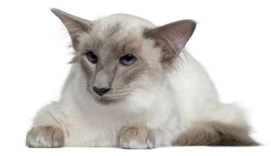 kat, raskat, kater, poes, kitten, kattenras, kattenzorg, kattenvoer, kattengedrag, kattenziekte, kattenfilmpje, kattenvereniging, kattenshow, cattery, kattennieuws