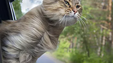 Ik ga op reis en ik neem mee... niet de kat!