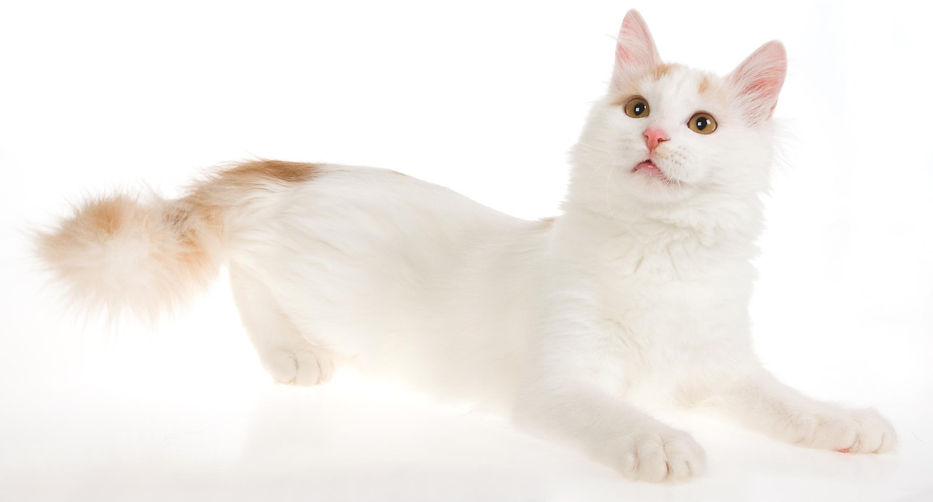 kat, raskat, kater, poes, kitten, kattenras, kattenzorg, kattenvoer, kattengedrag, kattenziekte, kattenfilmpje, kattenvereniging, kattenshow, cattery, kattennieuws