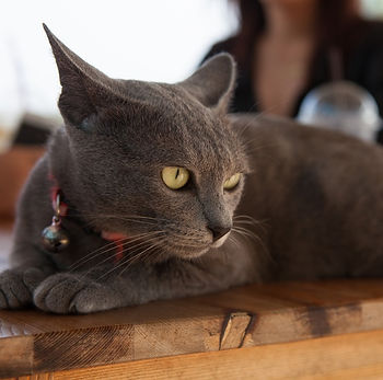 kat, raskat, kater, poes, kitten, kattenras, kattenzorg, kattenvoer, kattengedrag, kattenziekte, kattenfilmpje, kattenvereniging, kattenshow, cattery, kattennieuws
