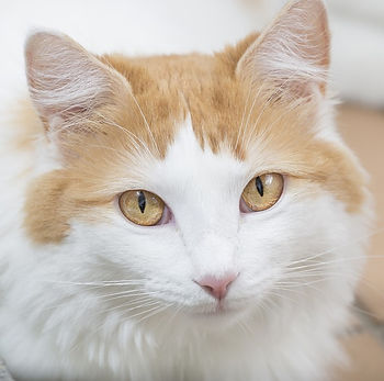 kat, raskat, kater, poes, kitten, kattenras, kattenzorg, kattenvoer, kattengedrag, kattenziekte, kattenfilmpje, kattenvereniging, kattenshow, cattery, kattennieuws