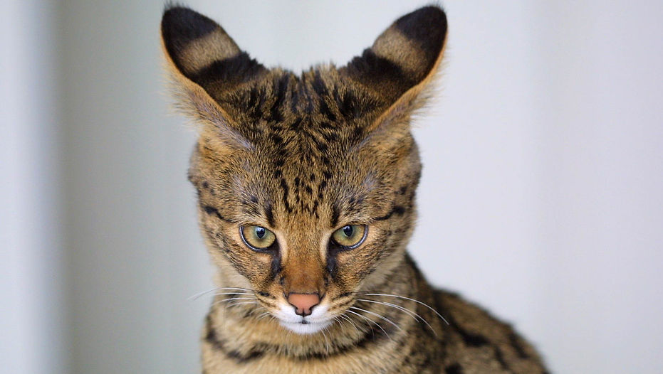 kat, raskat, kater, poes, kitten, kattenras, kattenzorg, kattenvoer, kattengedrag, kattenziekte, kattenfilmpje, kattenvereniging, kattenshow, cattery, kattennieuws