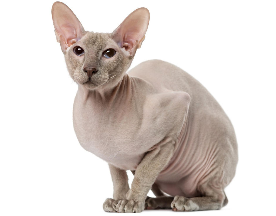 kat, raskat, kater, poes, kitten, kattenras, kattenzorg, kattenvoer, kattengedrag, kattenziekte, kattenfilmpje, kattenvereniging, kattenshow, cattery, kattennieuws