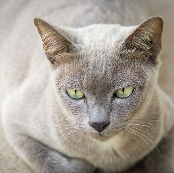 kat, raskat, kater, poes, kitten, kattenras, kattenzorg, kattenvoer, kattengedrag, kattenziekte, kattenfilmpje, kattenvereniging, kattenshow, cattery, kattennieuws