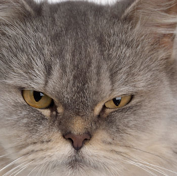 kat, raskat, kater, poes, kitten, kattenras, kattenzorg, kattenvoer, kattengedrag, kattenziekte, kattenfilmpje, kattenvereniging, kattenshow, cattery, kattennieuws