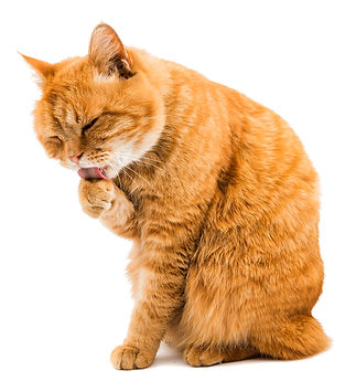 kat, raskat, kater, poes, kitten, kattenras, kattenzorg, kattenvoer, kattengedrag, kattenziekte, kattenfilmpje, kattenvereniging, kattenshow, cattery, kattennieuws