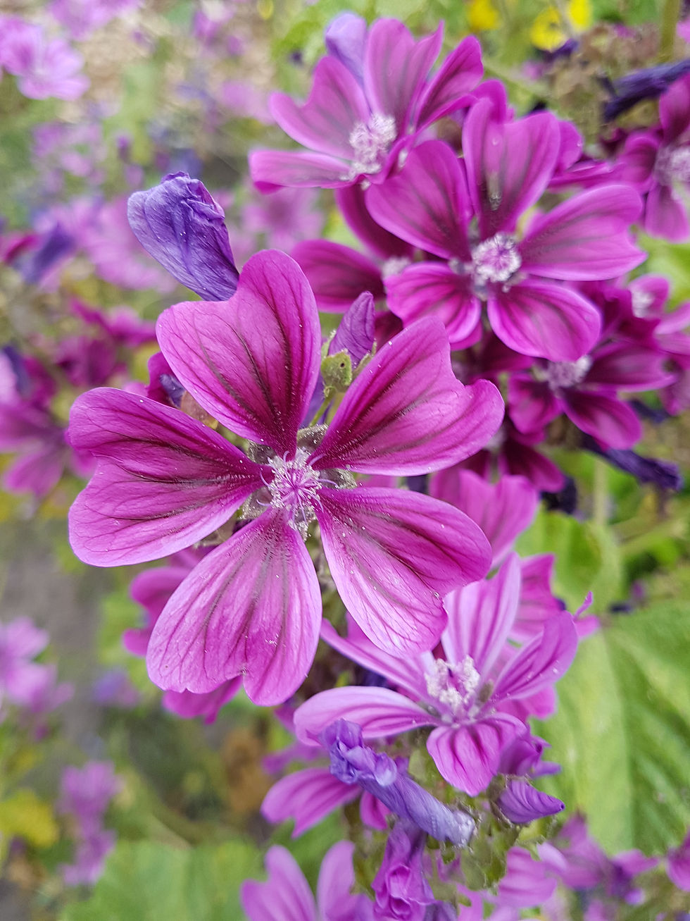 Tinctuur | Kaasjeskruid - Malva sylvestris