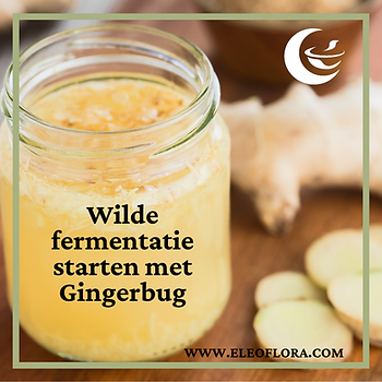 Gingerbug