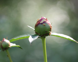 Ants have been feasting on my peonies