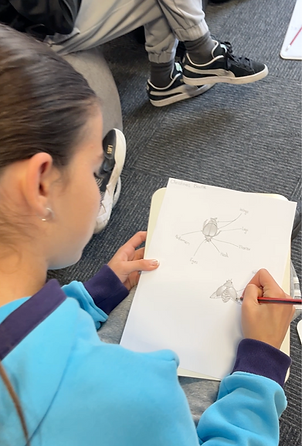 Students draws and scientifically labels a beetle specimen