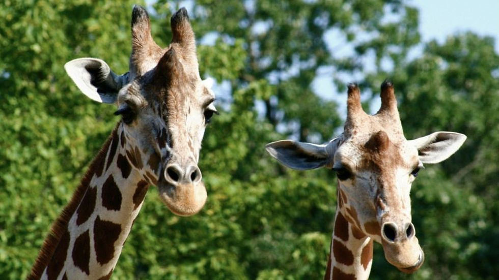 Como Zoo Outing & Picnic