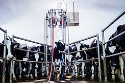 Poly-C-Farms_106.jpg